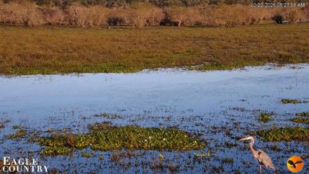 Southwest Florida River Wildlife Live Cams - Oct 22, 2026, 8:28am EDT