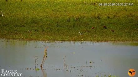 Southwest Florida River Wildlife Live Cams - Aug 28, 2026, 3:08pm EDT