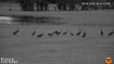 Southwest Florida River Wildlife Live Cams - Aug 6, 2026, 8:19pm EDT
