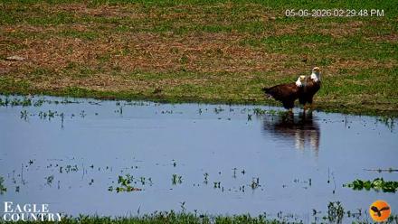 Southwest Florida River Wildlife Live Cams - May 6, 2026, 5:34pm EDT