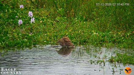 Southwest Florida River Wildlife Live Cams - Jul 12, 2026, 2:12pm EDT