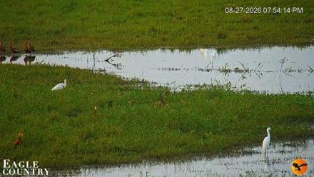 Southwest Florida River Wildlife Live Cams - Aug 27, 2026, 8:29pm EDT