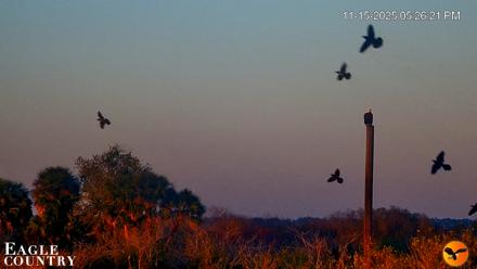 Southwest Florida River Wildlife Live Cams - Nov 15, 2025, 5:32pm EST