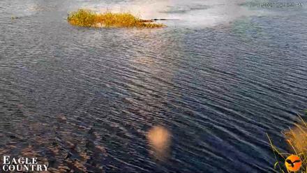 Southwest Florida River Wildlife Live Cams - Oct 14, 2026, 10:36am EDT