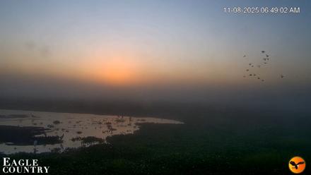 Southwest Florida River Wildlife Live Cams - Nov 8, 2025, 7:11am EST