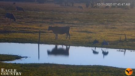 Southwest Florida River Wildlife Live Cams - Dec 31, 2025, 7:45am EST