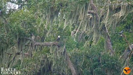 Southwest Florida River Wildlife Live Cams - Aug 23, 2026, 12:59pm EDT