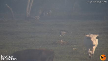 Southwest Florida River Wildlife Live Cams - Mar 24, 2026, 8:29am EDT