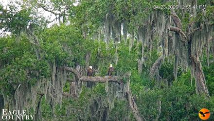 Southwest Florida River Wildlife Live Cams - Apr 23, 2026, 12:56pm EDT