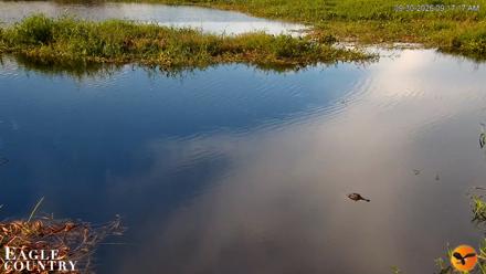 Southwest Florida River Wildlife Live Cams - Sep 30, 2026, 9:17am EDT