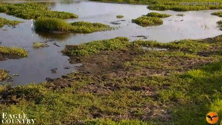 Southwest Florida River Wildlife Live Cams - Jun 28, 2026, 7:16pm EDT