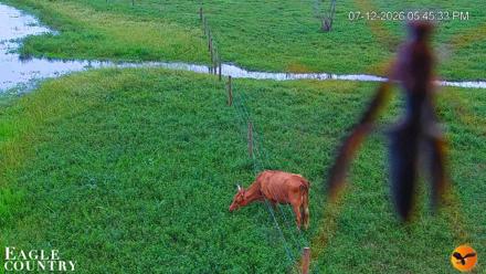 Southwest Florida River Wildlife Live Cams - Jul 12, 2026, 5:46pm EDT