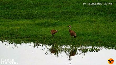 Southwest Florida River Wildlife Live Cams - Jul 12, 2026, 5:32pm EDT