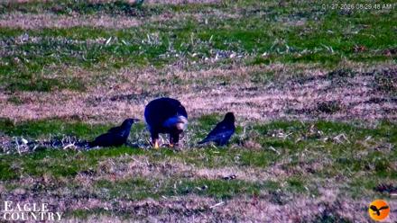 Southwest Florida River Wildlife Live Cams - Jan 27, 2026, 8:30am EST