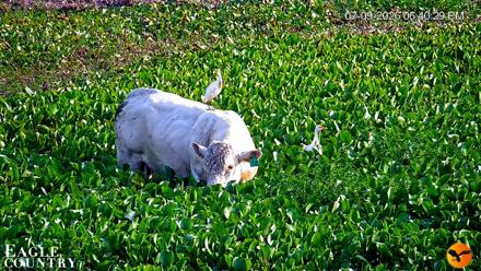 Southwest Florida River Wildlife Live Cams - Jul 9, 2026, 6:41pm EDT