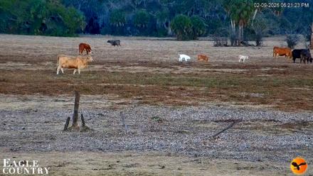 Southwest Florida River Wildlife Live Cams - Feb 9, 2026, 6:22pm EST