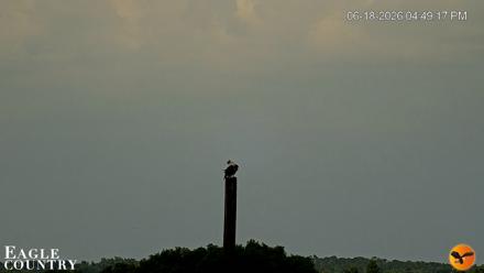 Southwest Florida River Wildlife Live Cams - Jun 18, 2026, 4:50pm EDT