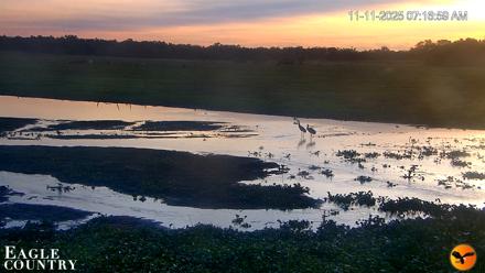 Southwest Florida River Wildlife Live Cams - Nov 11, 2025, 7:18am EST