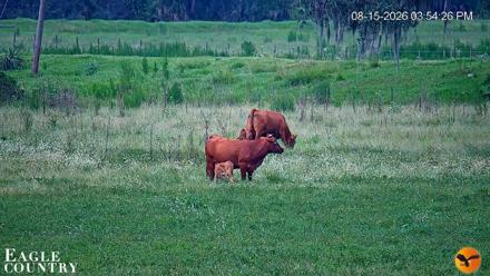 Southwest Florida River Wildlife Live Cams - Aug 15, 2026, 5:54pm EDT
