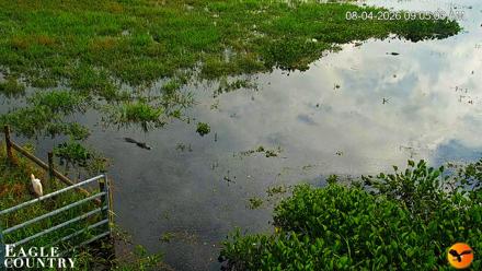Southwest Florida River Wildlife Live Cams - Aug 4, 2026, 9:05am EDT