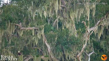 Southwest Florida River Wildlife Live Cams - Sep 21, 2026, 4:56pm EDT
