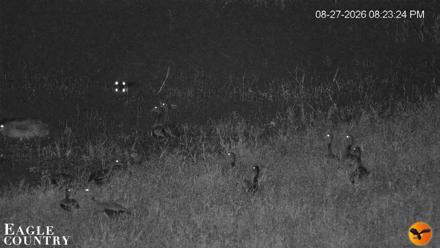 Southwest Florida River Wildlife Live Cams - Aug 27, 2026, 8:24pm EDT