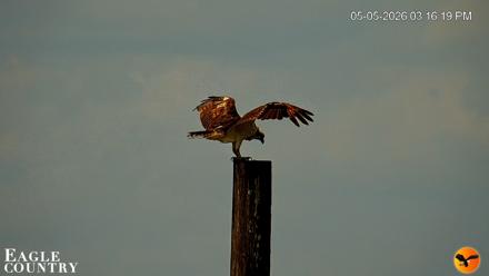 Southwest Florida River Wildlife Live Cams - May 5, 2026, 5:40pm EDT