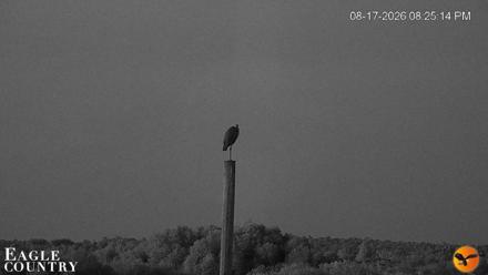 Southwest Florida River Wildlife Live Cams - Aug 17, 2026, 8:25pm EDT