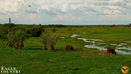 Southwest Florida River Wildlife Live Cams - May 29, 2026, 6:02pm EDT
