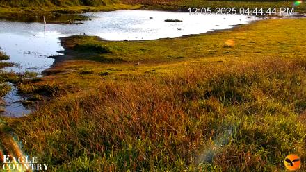 Southwest Florida River Wildlife Live Cams - Dec 5, 2025, 4:46pm EST