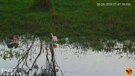 Southwest Florida River Wildlife Live Cams - Aug 28, 2026, 7:47pm EDT