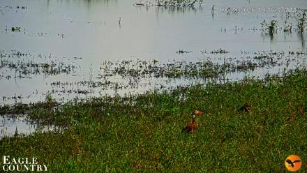 Southwest Florida River Wildlife Live Cams - Aug 28, 2026, 10:17am EDT