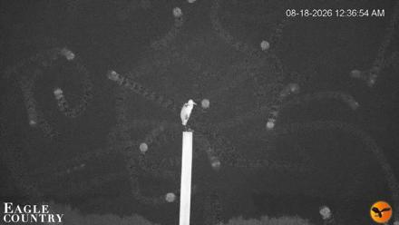 Southwest Florida River Wildlife Live Cams - Aug 18, 2026, 12:38am EDT