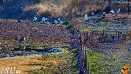 Southwest Florida River Wildlife Live Cams - Feb 11, 2026, 4:46pm EST