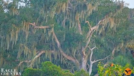 Southwest Florida River Wildlife Live Cams - Aug 16, 2026, 7:56pm EDT
