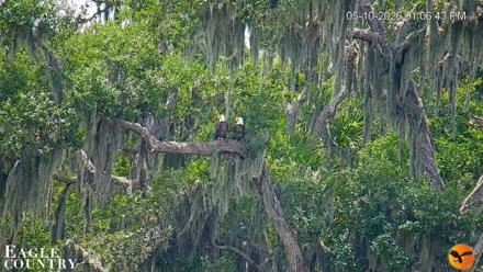 Southwest Florida River Wildlife Live Cams - May 10, 2026, 1:07pm EDT
