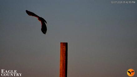 Southwest Florida River Wildlife Live Cams - Feb 7, 2026, 5:50pm EST