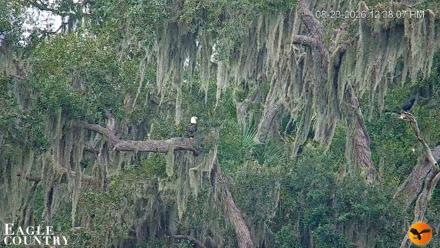 Southwest Florida River Wildlife Live Cams - Aug 23, 2026, 12:38pm EDT