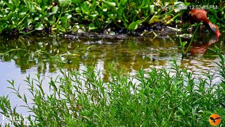 Southwest Florida River Wildlife Live Cams - Jun 23, 2026, 12:54pm EDT