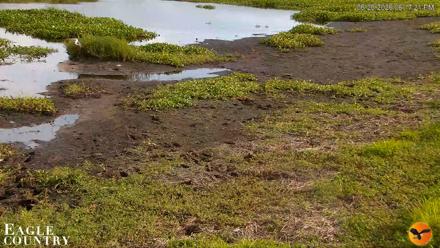 Southwest Florida River Wildlife Live Cams - Jun 26, 2026, 6:17pm EDT