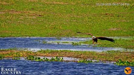 Southwest Florida River Wildlife Live Cams - May 9, 2026, 4:17pm EDT