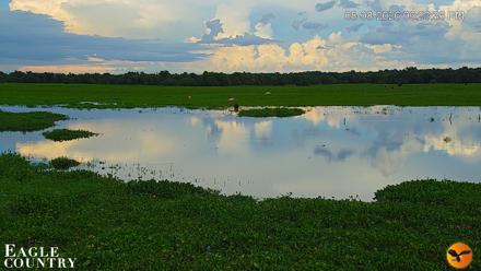 Southwest Florida River Wildlife Live Cams - Aug 8, 2026, 6:24pm EDT