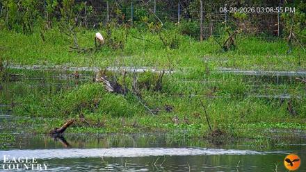 Southwest Florida River Wildlife Live Cams - Aug 28, 2026, 3:10pm EDT