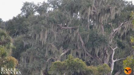 Southwest Florida River Wildlife Live Cams - Aug 27, 2026, 4:27pm EDT