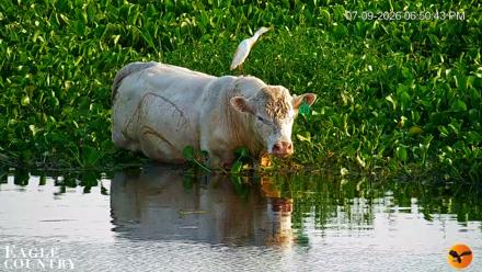 Southwest Florida River Wildlife Live Cams - Jul 9, 2026, 7:31pm EDT
