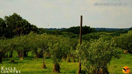 Southwest Florida River Wildlife Live Cams - Jun 16, 2026, 4:52pm EDT