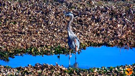 Southwest Florida River Wildlife Live Cams - Feb 7, 2026, 4:53pm EST
