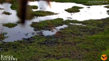 Southwest Florida River Wildlife Live Cams - Jul 3, 2026, 4:44pm EDT