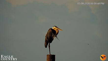 Southwest Florida River Wildlife Live Cams - May 8, 2026, 6:10pm EDT