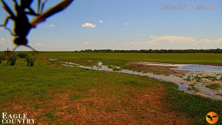Southwest Florida River Wildlife Live Cams - Jun 26, 2026, 11:44am EDT